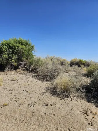 a view of a dry yard with trees