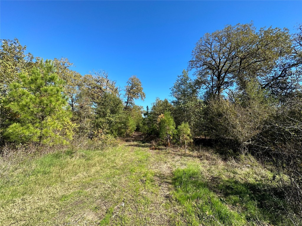 1529 Pinecrest Road Trinity, TX 75862 - Photo 4 of 6 a view of a yard