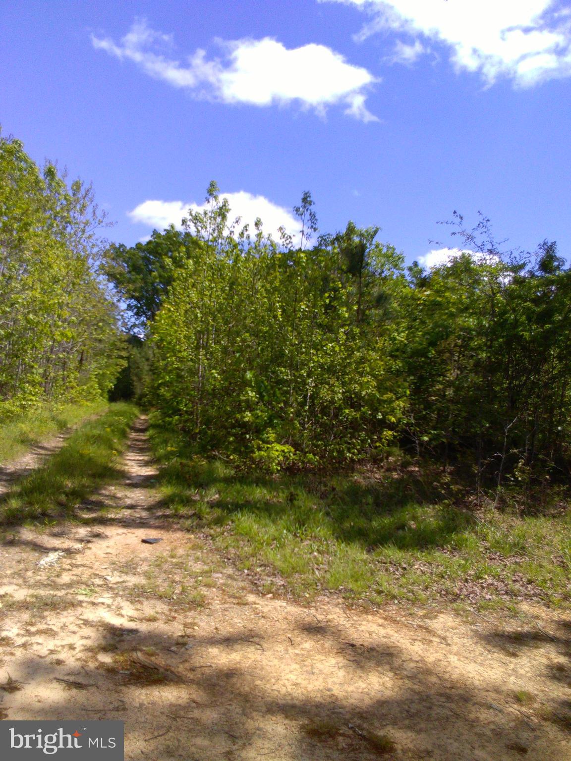 A A Squirrel Hollow Road Brodnax, VA 23920 - Photo 2 of 3 a view of a yard with an trees