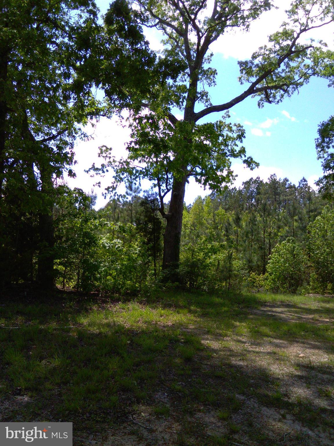 A A Squirrel Hollow Road Brodnax, VA 23920 - Photo 3 of 3 a view of a trees with a yard