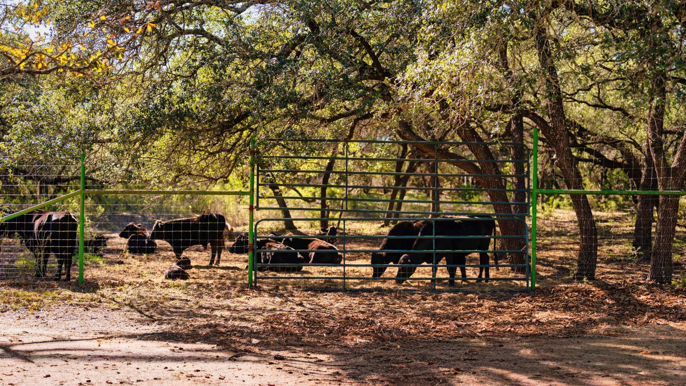25711 Hamilton Pool Road Round Mountain, TX 78663 - Photo 12 of 40 a backyard of a house with table and chairs