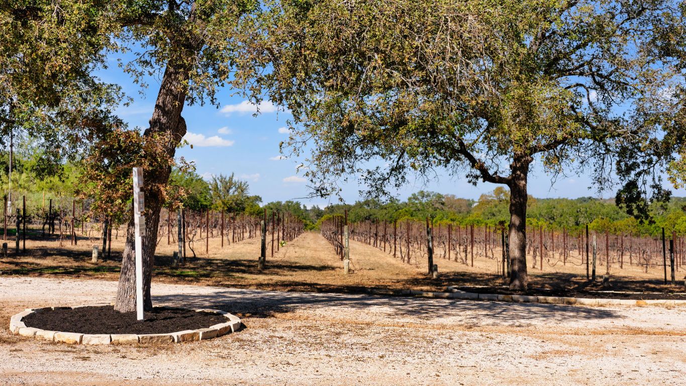25711 Hamilton Pool Road Round Mountain, TX 78663 - Photo 15 of 40 a view of a tree in the middle of a yard