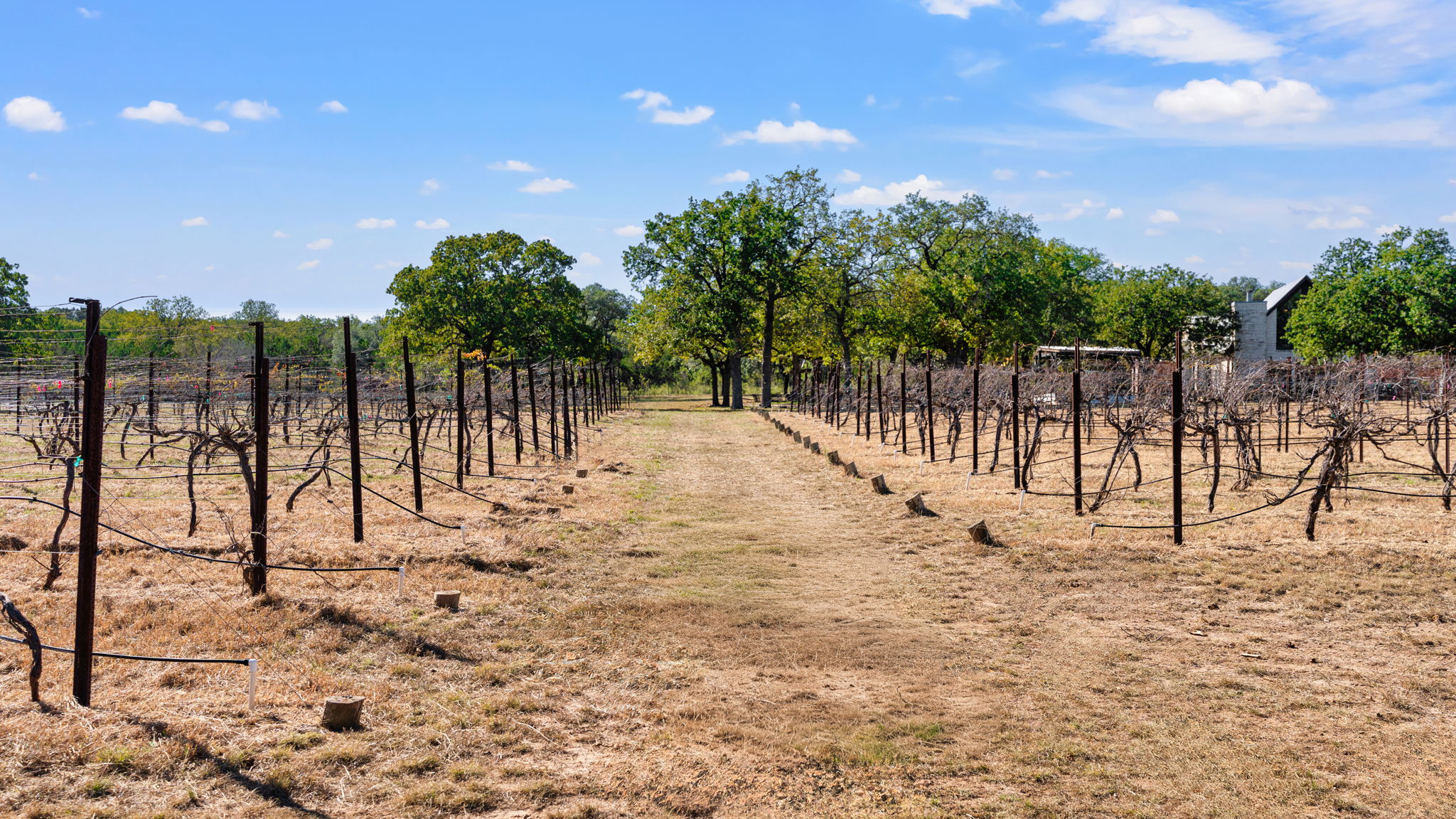 25711 Hamilton Pool Road Round Mountain, TX 78663 - Photo 21 of 39 a view of a yard with palm trees