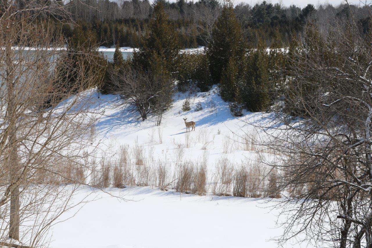 9600 Hawk Ridge Trail Cheboygan, MI 49721 - Photo 38 of 43 Gallery Image 38