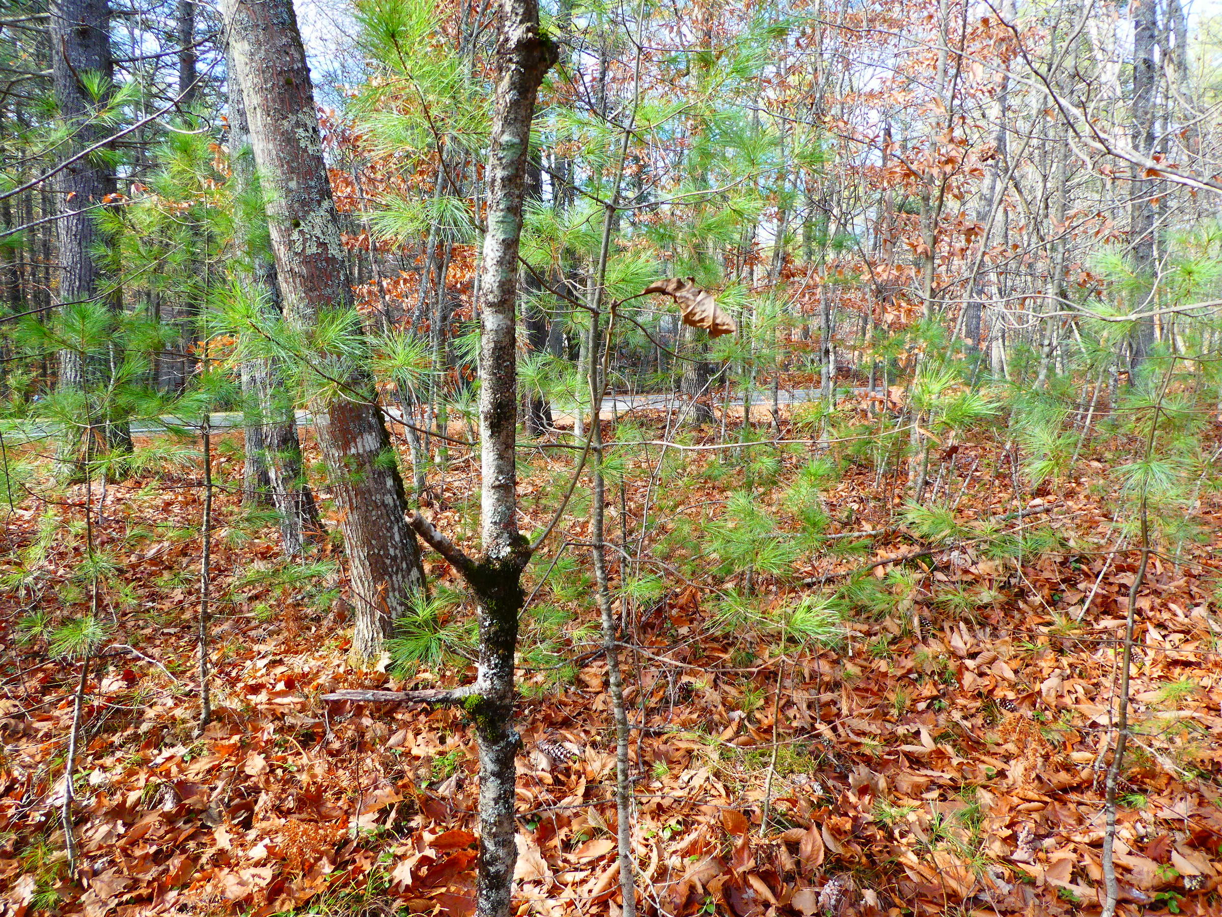 Lot 2 New Dam Road North Waterboro, ME 04061 - Photo 5 of 6 P1160325