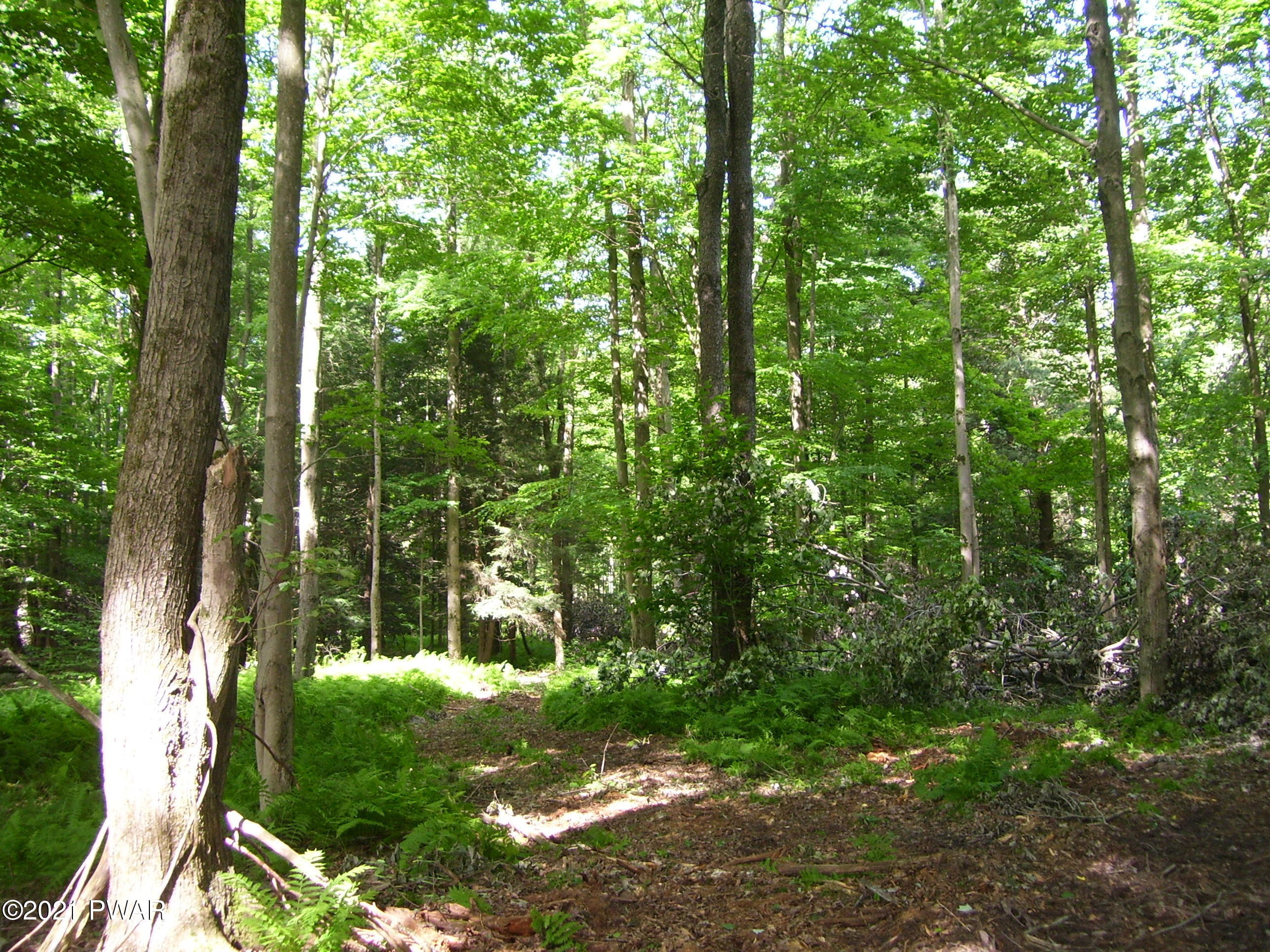 0 Forks Bridge Road Newfoundland, PA 18445 - Photo 12 of 16