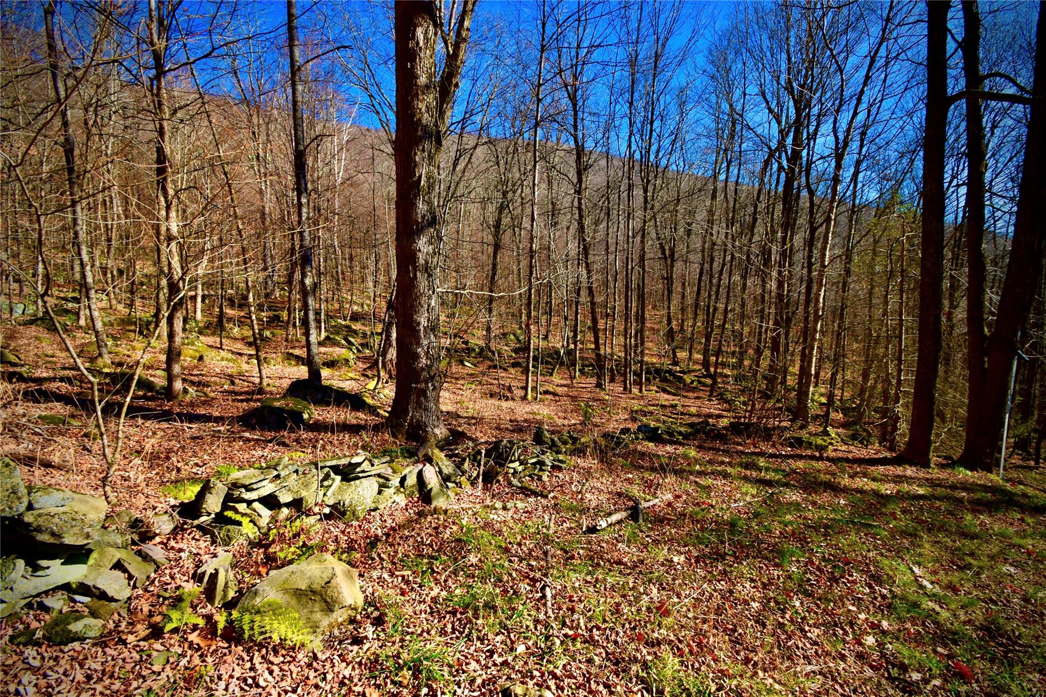 339 Mountain Lake Road Andes, NY 13731 - Photo 10 of 36 View of nature