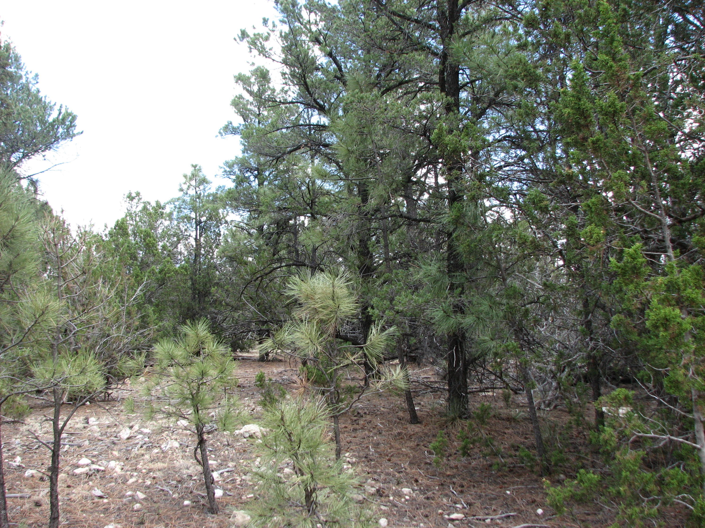 2052 Cherokee Strip Road Overgaard, AZ 85933 - Photo 2 of 8