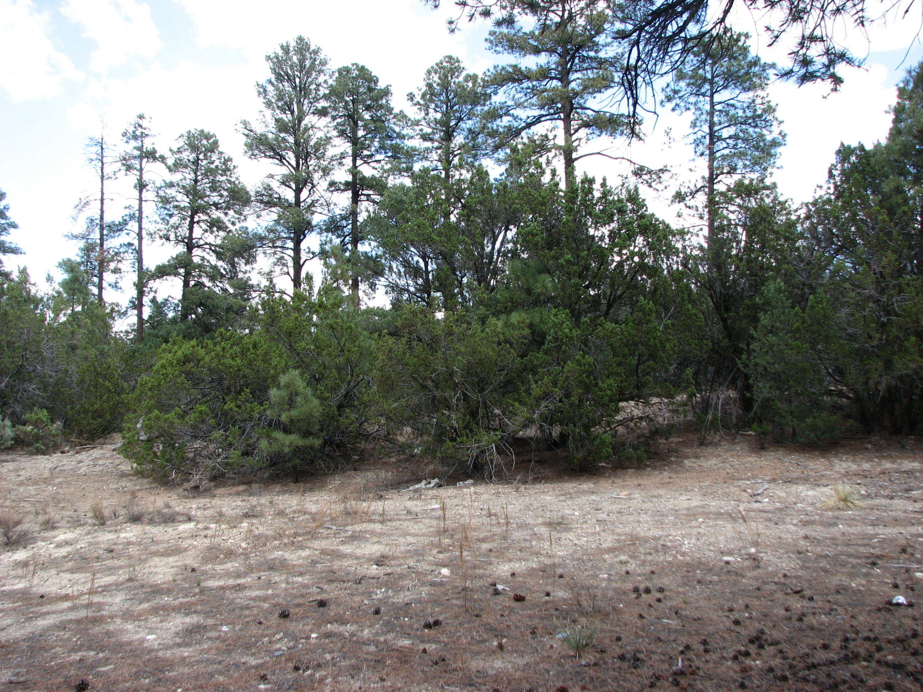 2052 Cherokee Strip Road Overgaard, AZ 85933 - Photo 3 of 8