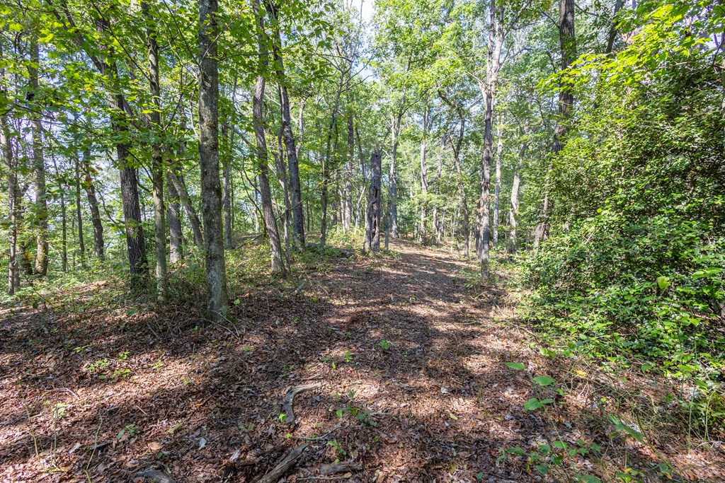 23.59-ac Chestnut Flts Road Andrews, NC 28901 - Photo 30 of 46