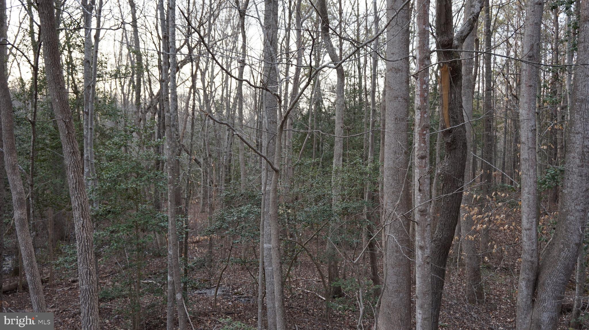 Vip Jon Road Woodford, VA 22580 - Photo 9 of 20 Gallery Image 9