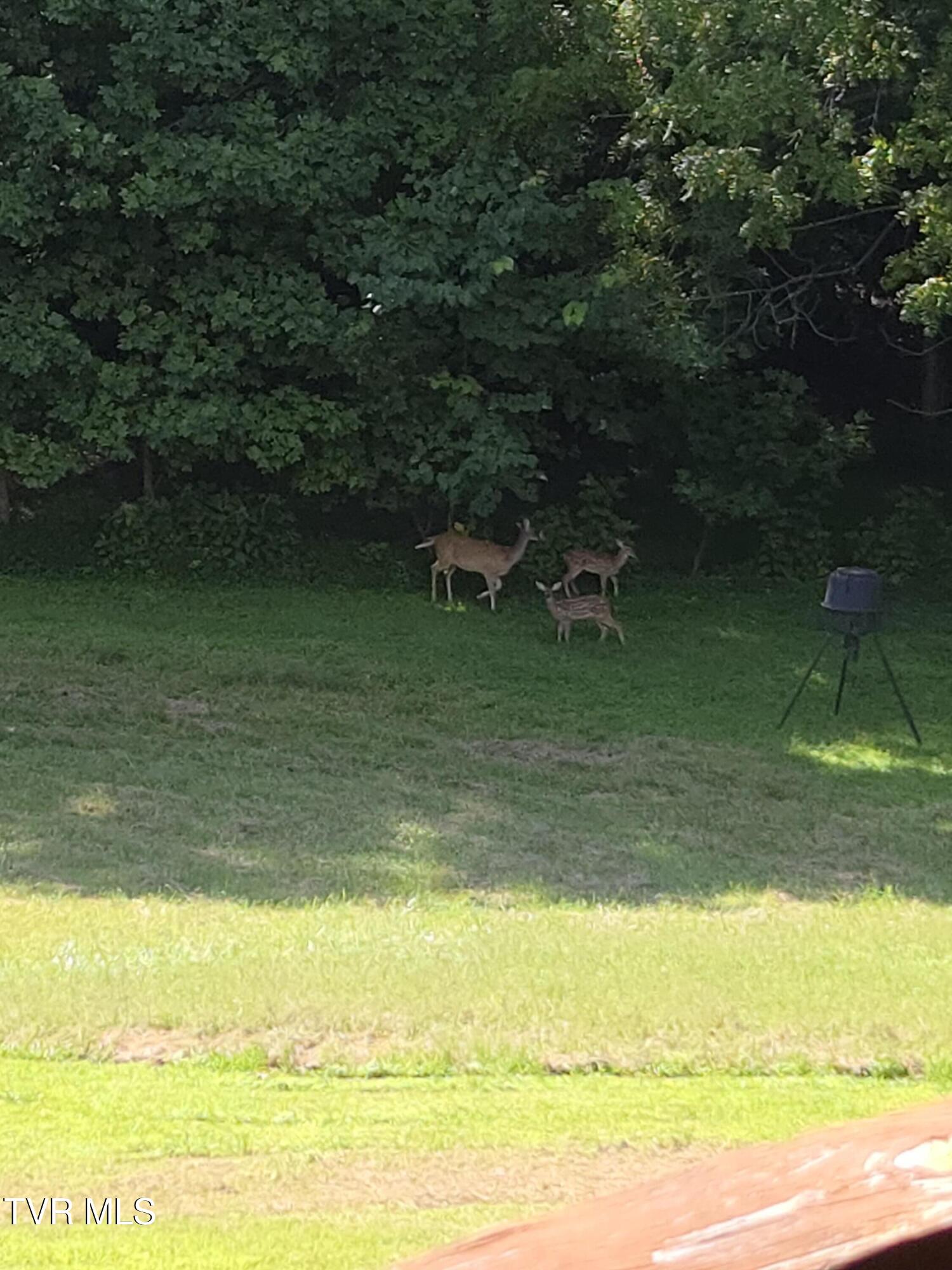 255 Bank Drive Fall Branch, TN 37656 - Photo 51 of 51 IMG_0215