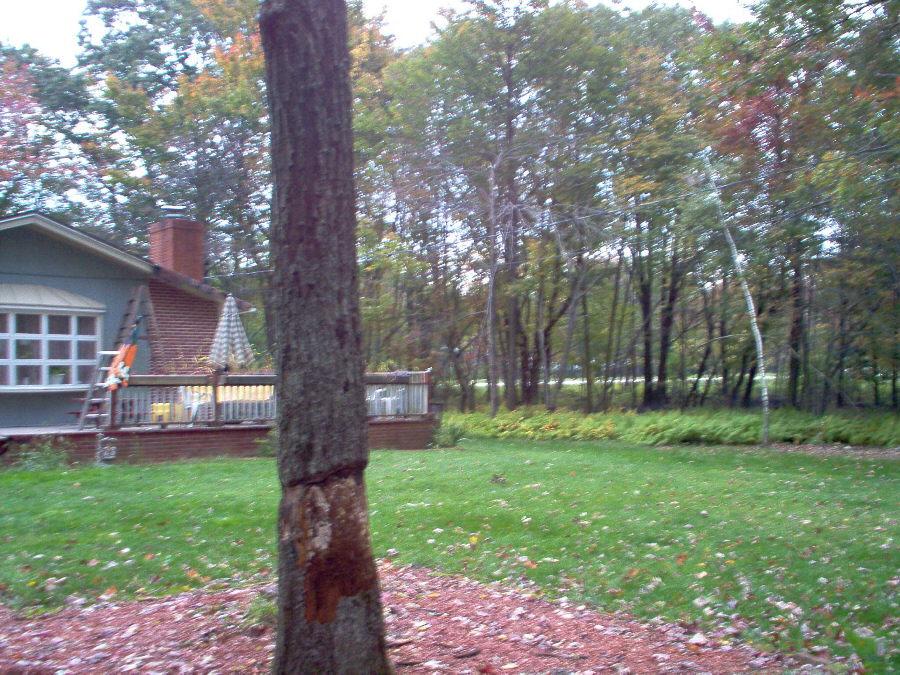 421 Shadblow Road Pocono Summit, PA 18346 - Photo 10 of 10 Side yard