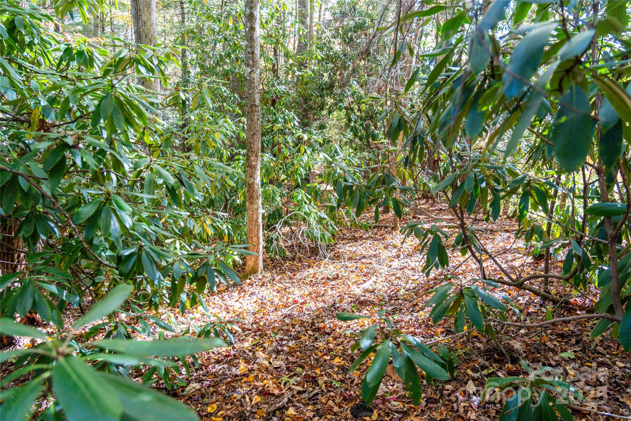 0 Forest Service Road 288 Road Clyde, NC 28721 - Photo 12 of 30 a backyard of a house