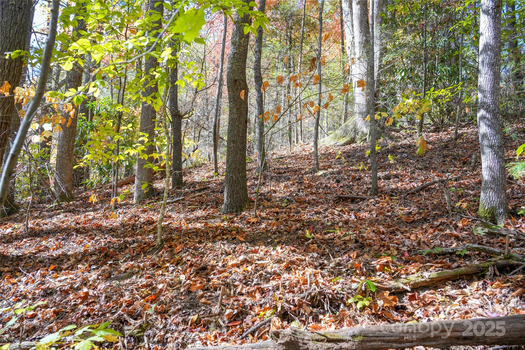 0 Forest Service Road 288 Road Clyde, NC 28721 - Photo 14 of 30 a backyard of a house with lots of green space