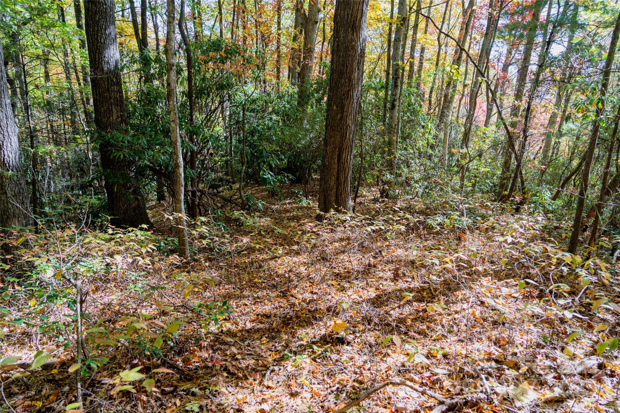 0 Forest Service Road 288 Road Clyde, NC 28721 - Photo 17 of 30 a big yard with lots of green space and trees