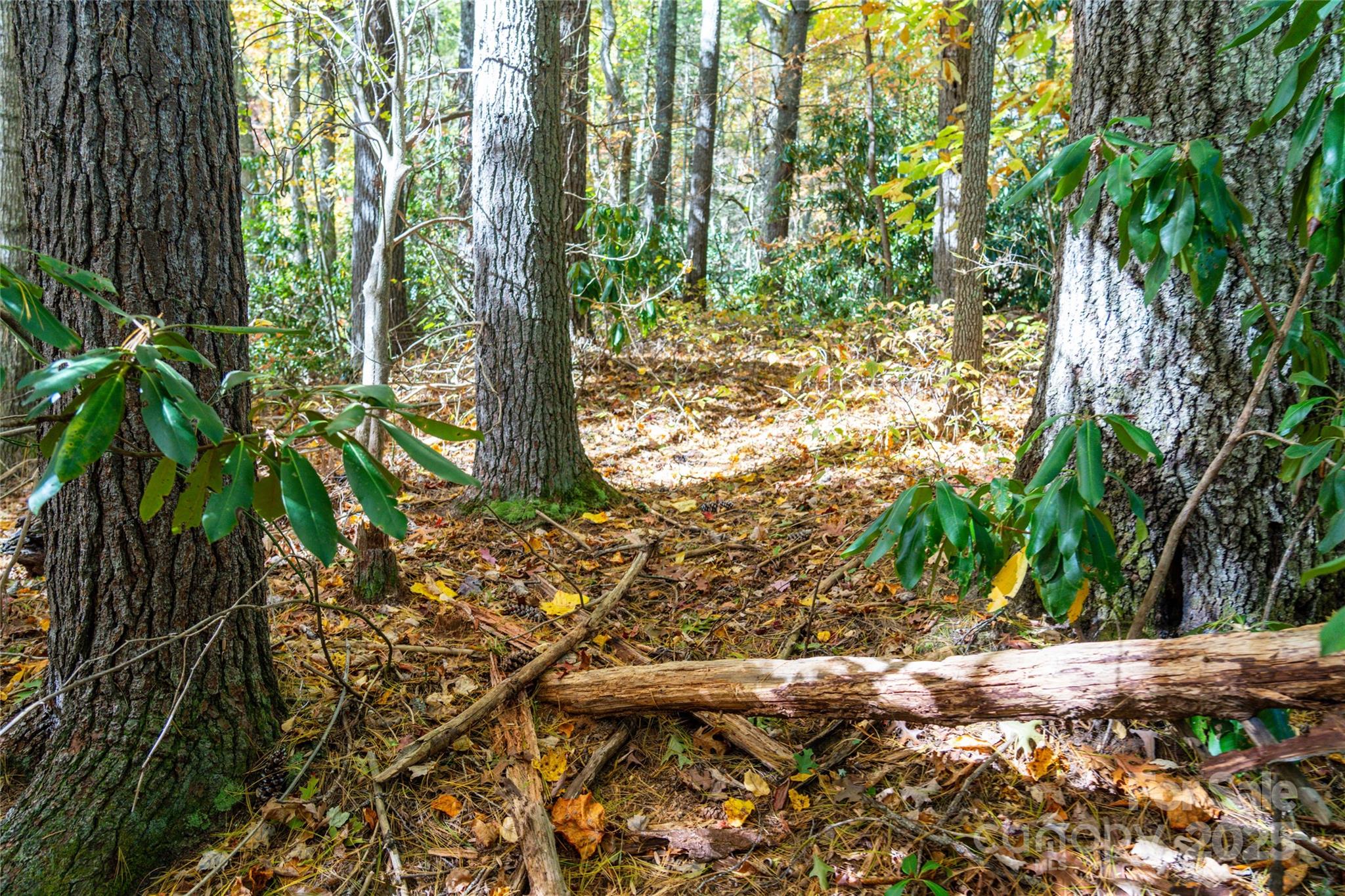 0 Forest Service Road 288 Road Clyde, NC 28721 - Photo 18 of 30 a view of outdoor space and a yard