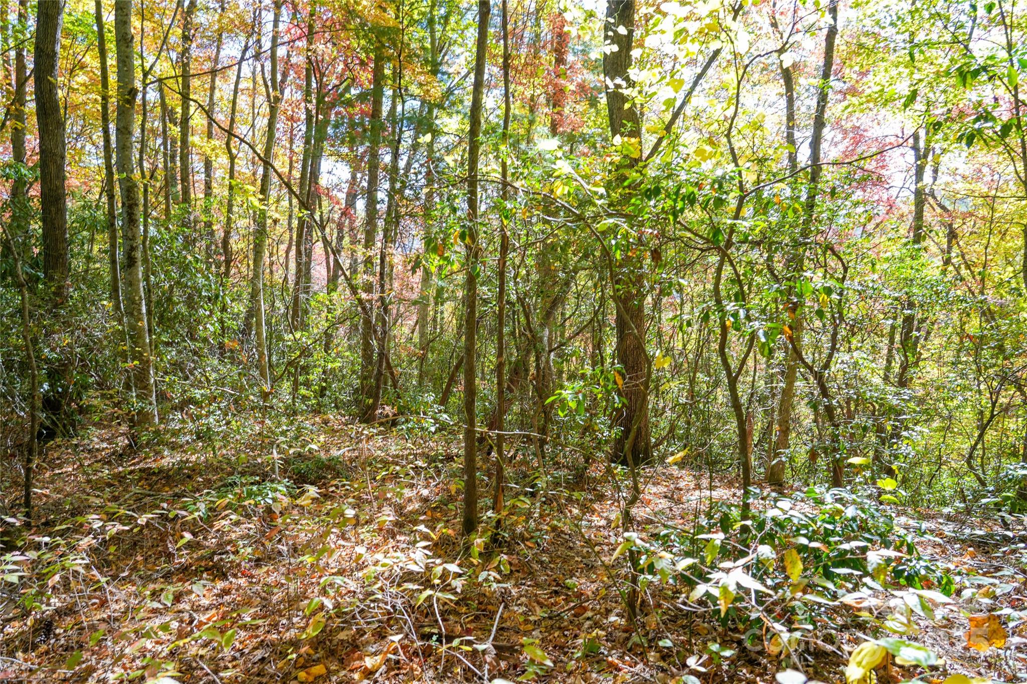0 Forest Service Road 288 Road Clyde, NC 28721 - Photo 19 of 30