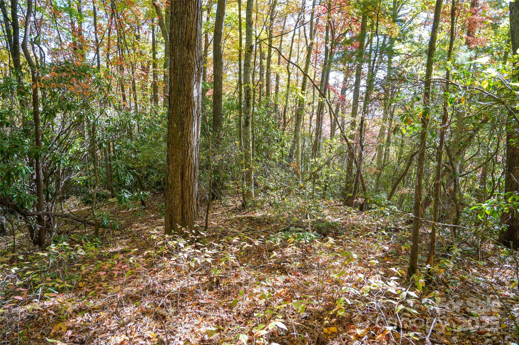 0 Forest Service Road 288 Road Clyde, NC 28721 - Photo 20 of 30 a view of a yard with lots of bushes