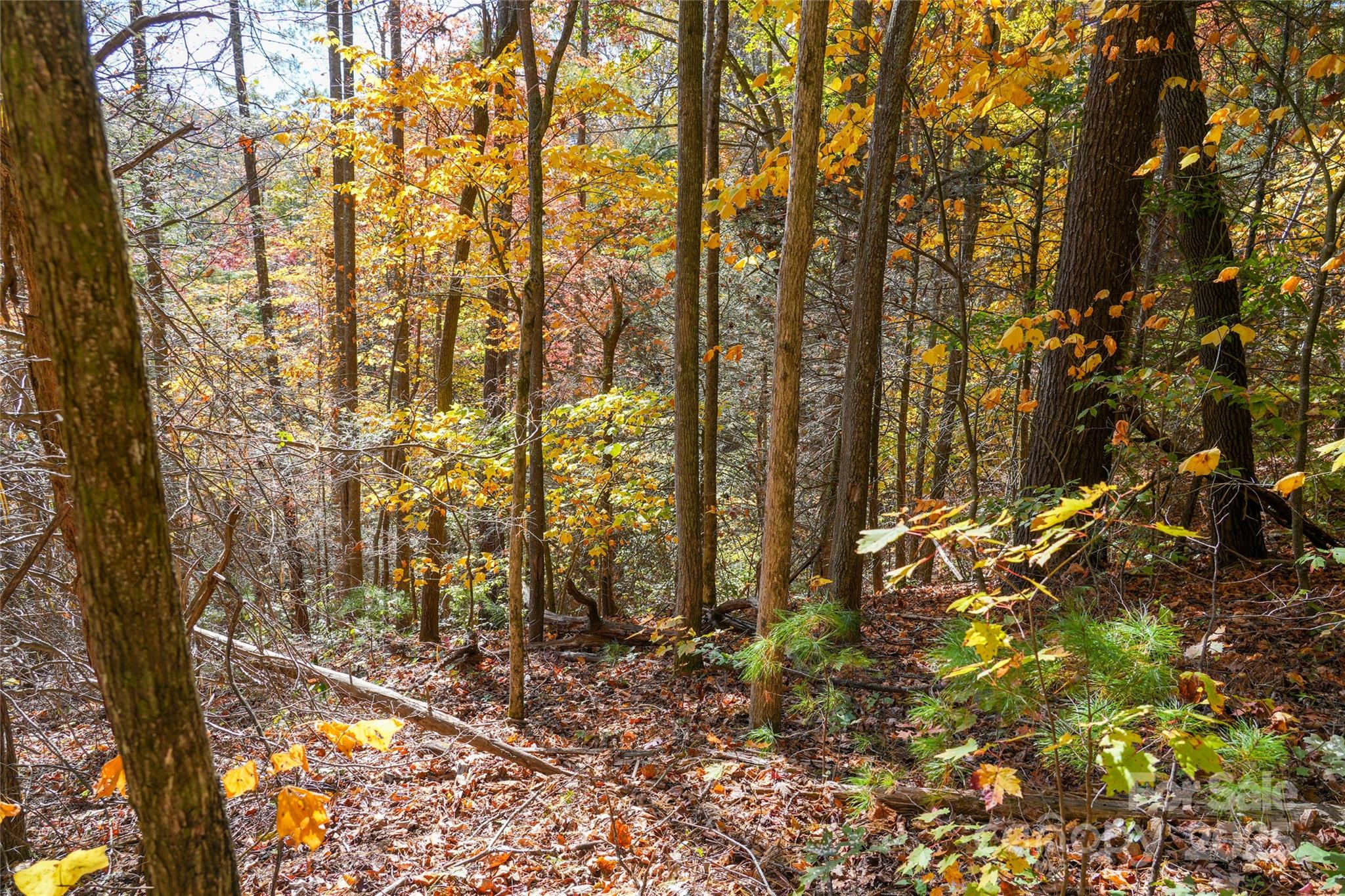 0 Forest Service Road 288 Road Clyde, NC 28721 - Photo 25 of 30 a view of yard