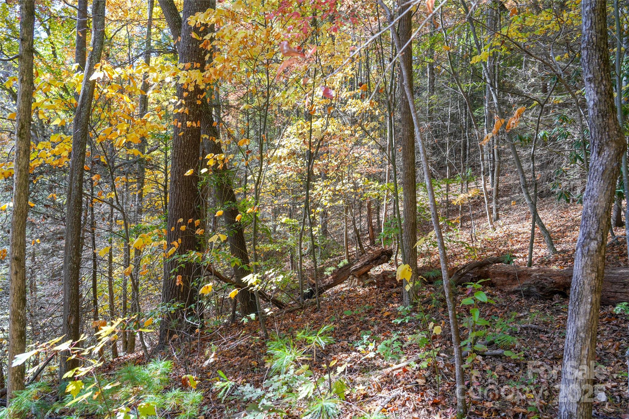 0 Forest Service Road 288 Road Clyde, NC 28721 - Photo 26 of 30 a view of forest