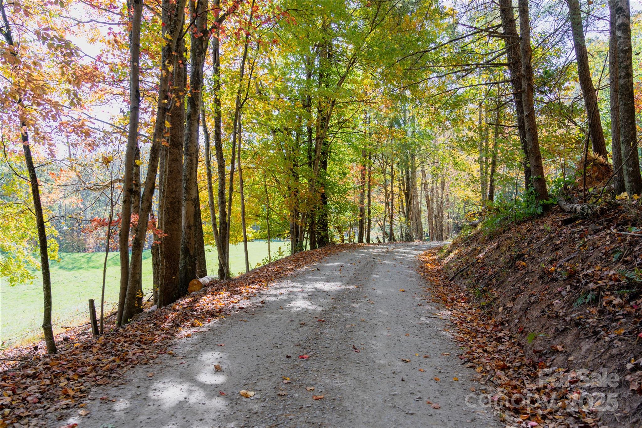 0 Forest Service Road 288 Road Clyde, NC 28721 - Photo 4 of 30 a view of a yard with plants and trees