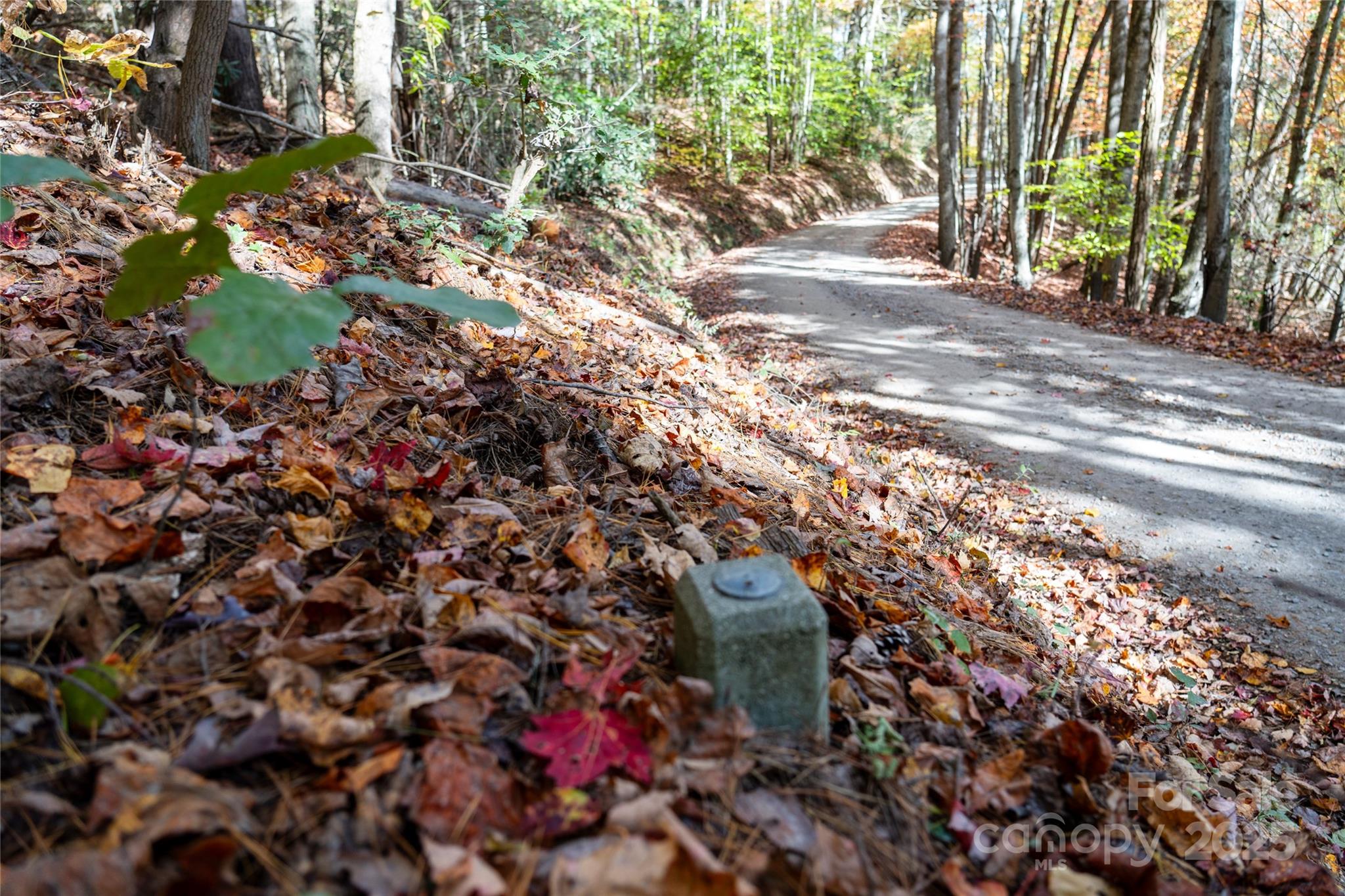 0 Forest Service Road 288 Road Clyde, NC 28721 - Photo 5 of 30 a close up of a tree