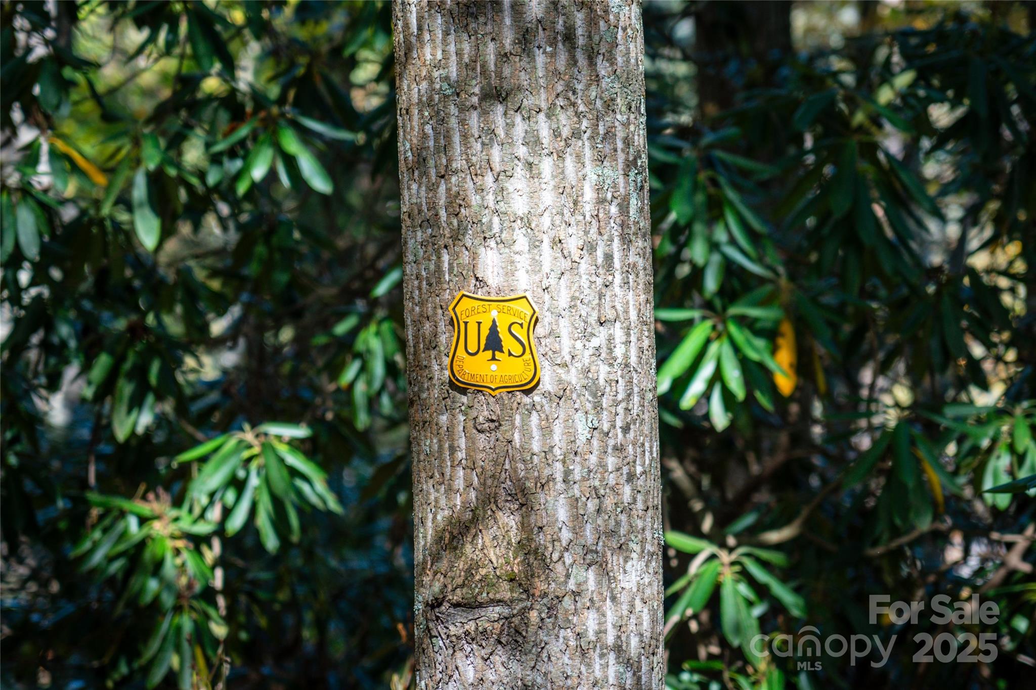 0 Forest Service Road 288 Road Clyde, NC 28721 - Photo 7 of 30