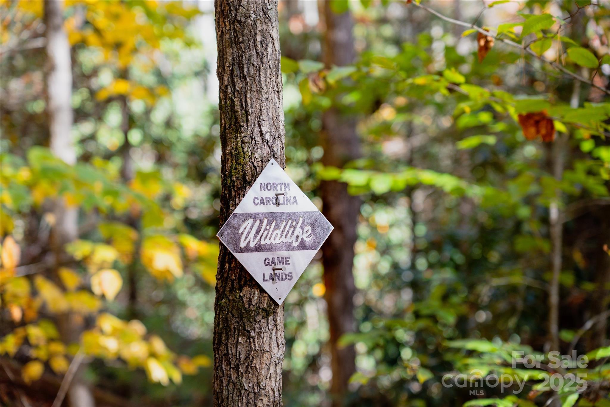 0 Forest Service Road 288 Road Clyde, NC 28721 - Photo 8 of 30 a close up of a tree