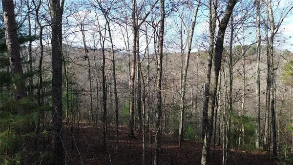 a view of a forest