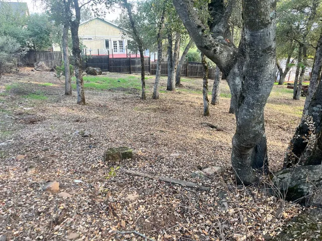 a tree in the middle of a yard