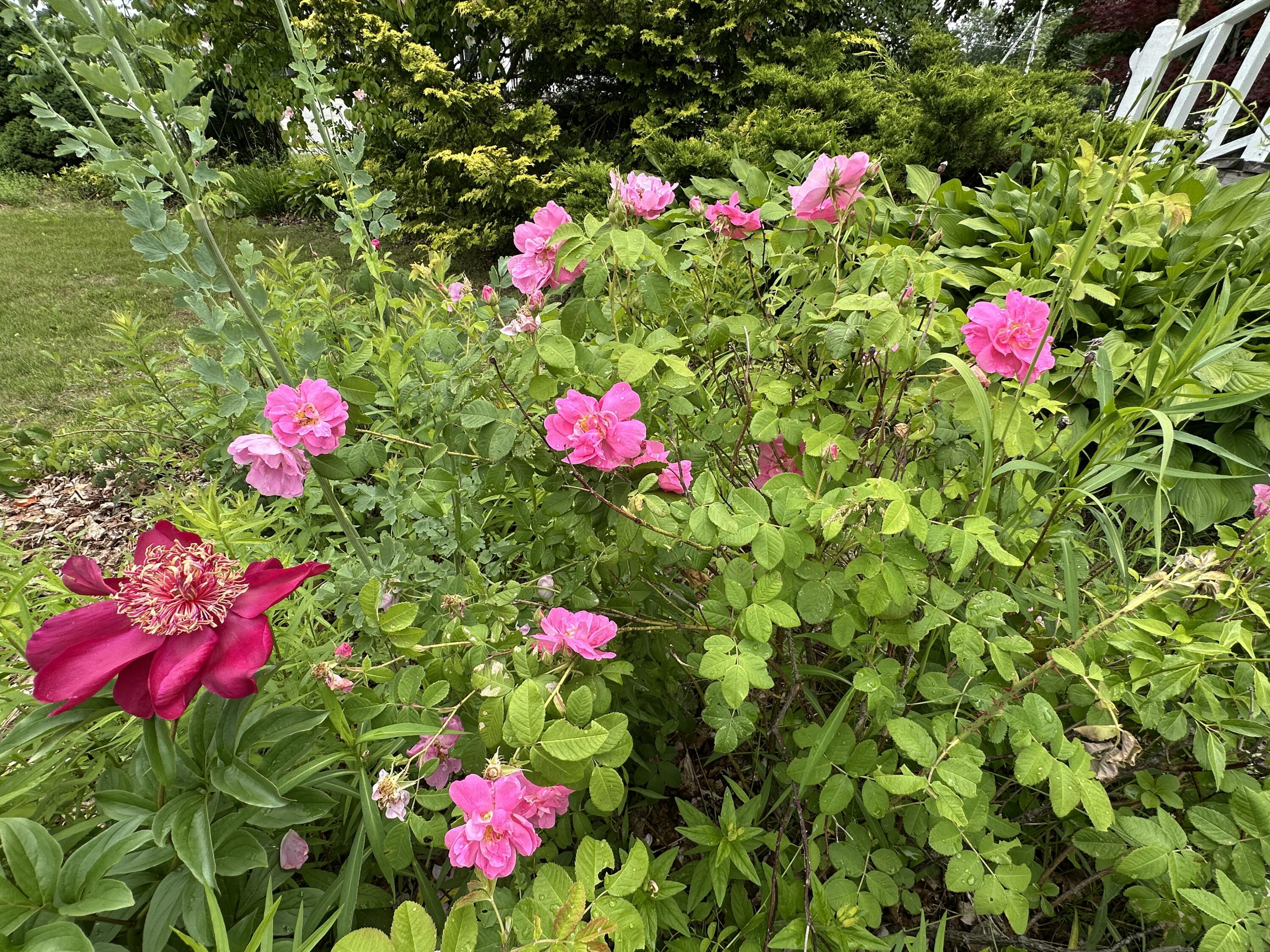 441 Main Street Thomaston, ME 04861 - Photo 78 of 103 Roses & Peonies