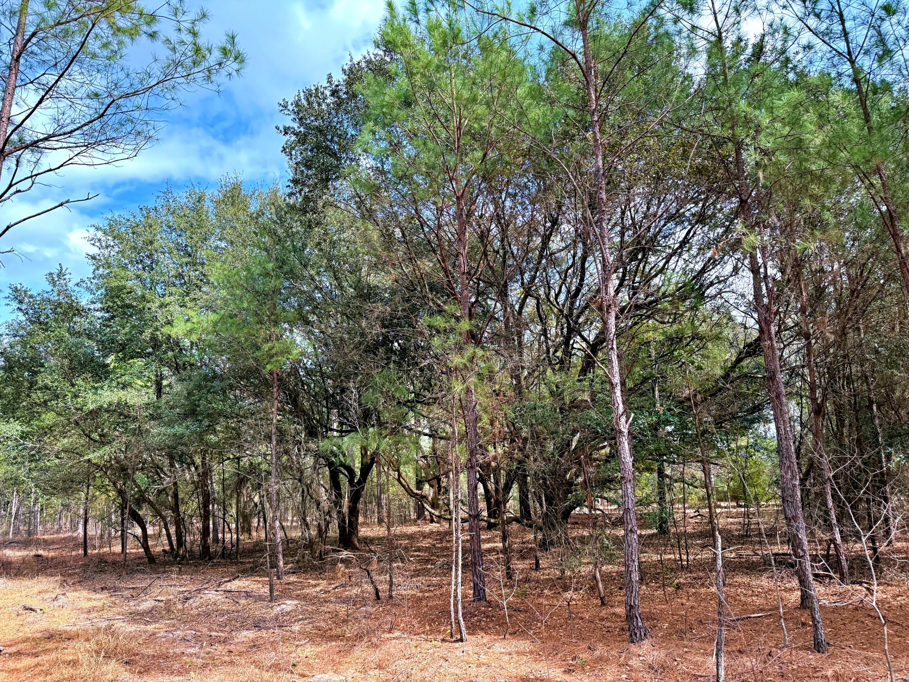 2400 River Road Greeleyville, SC 29056 - Photo 13 of 13