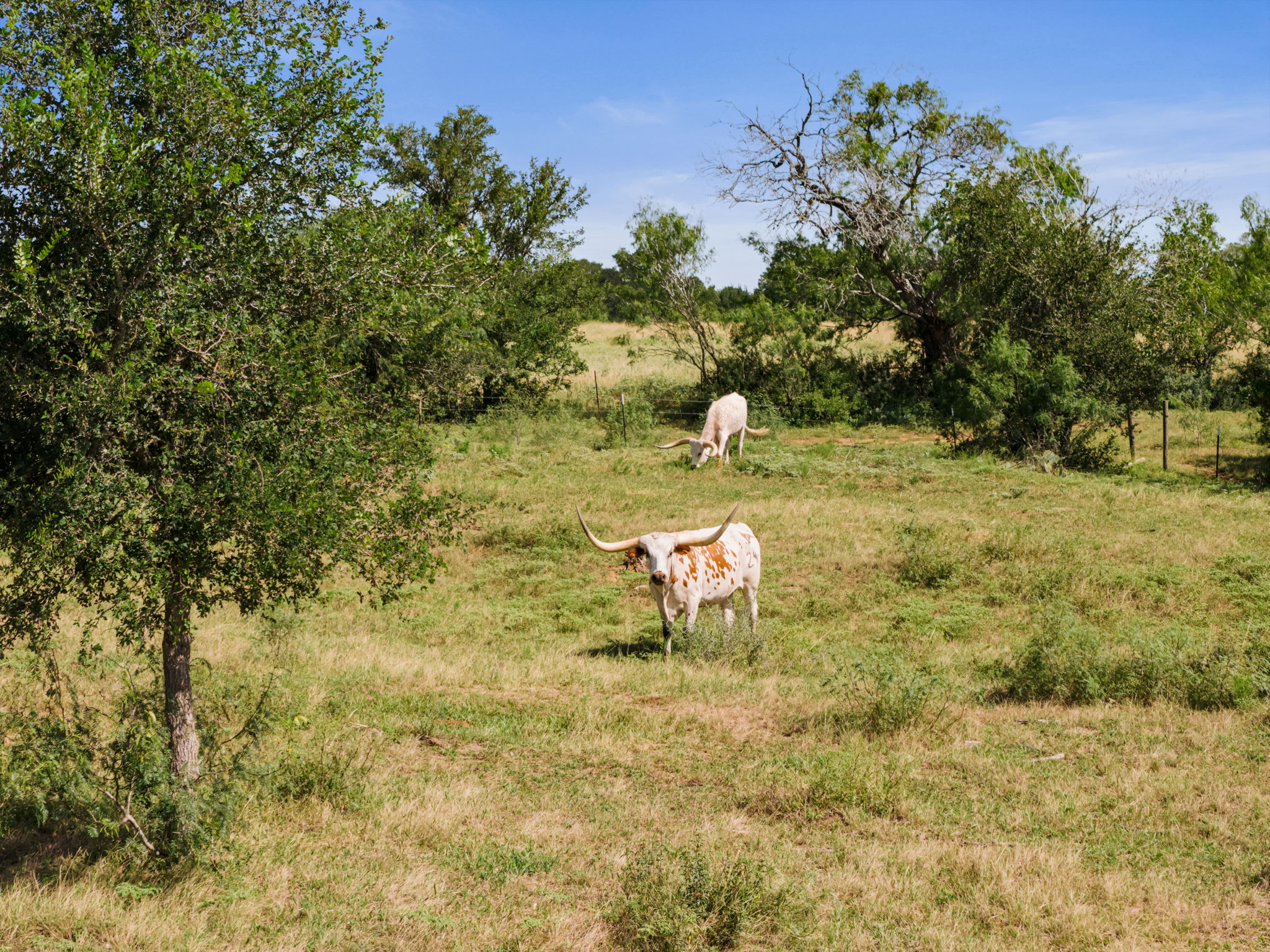 625 Callihan Road Luling, TX 78648 - Photo 26 of 26 Acres of grazing land with mature trees and ample space for livestock.
