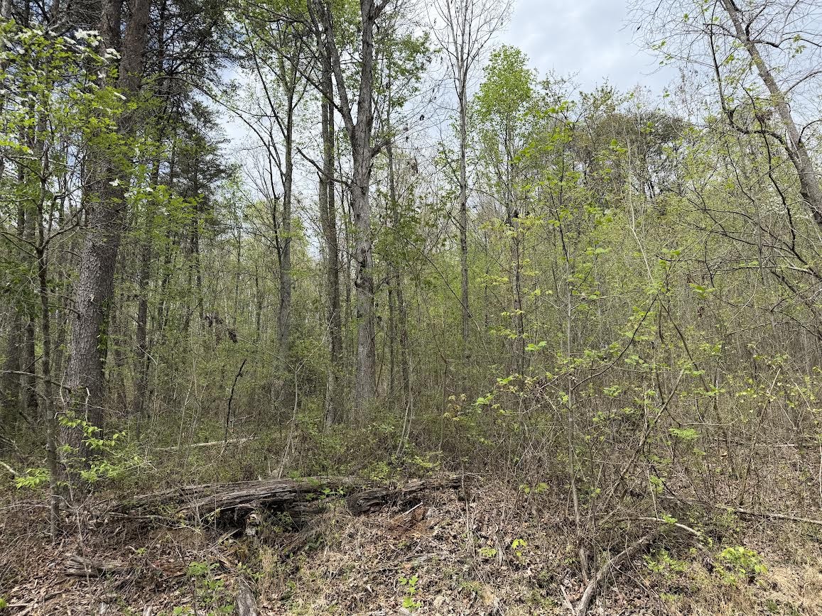 0 Myers Hill Road Tracy City, TN 37387 - Photo 2 of 5 a view of a forest with trees in the background