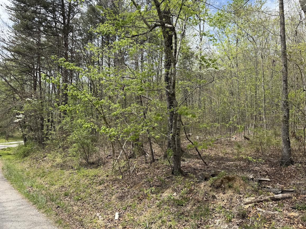 0 Myers Hill Road Tracy City, TN 37387 - Photo 3 of 5 a view of a forest that has a tree