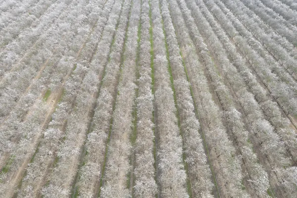 $2,226,000 | 0 Apn 029-190-023-000, Madera, CA 93637