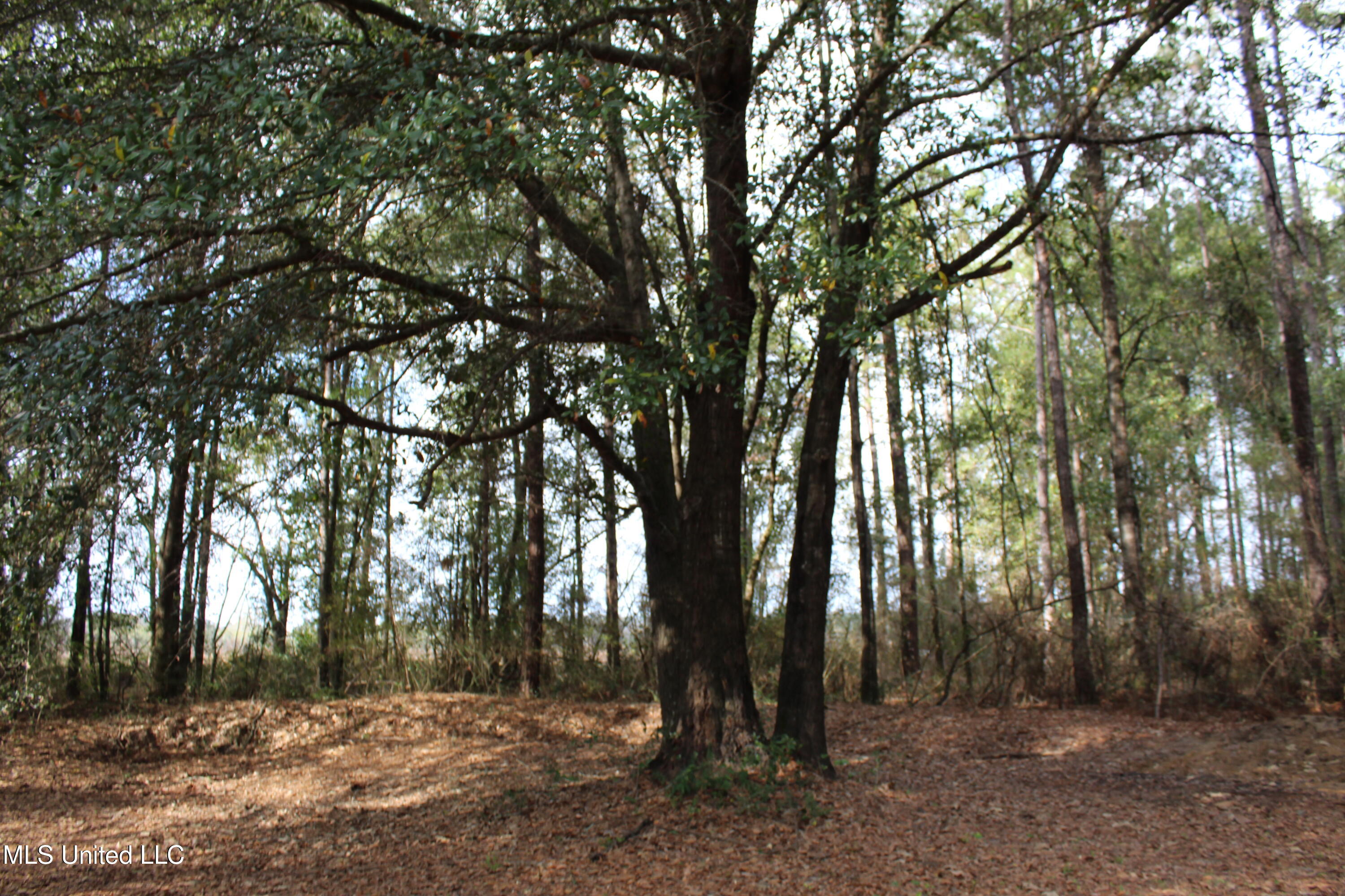 2162 Barton-Agricola Road Lucedale, MS 39452 - Photo 21 of 27 IMG_3852