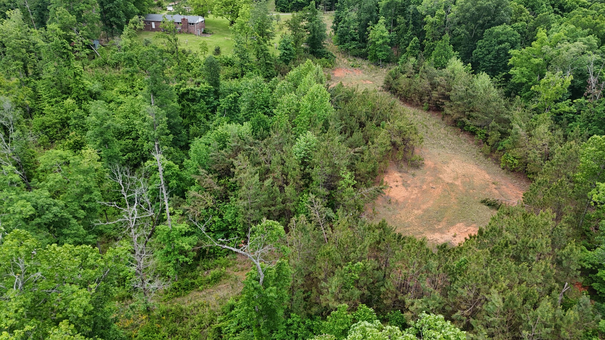 178 Lester Plunk Road Bethel Springs, TN 38315 - Photo 29 of 39 a view of a forest with a tree