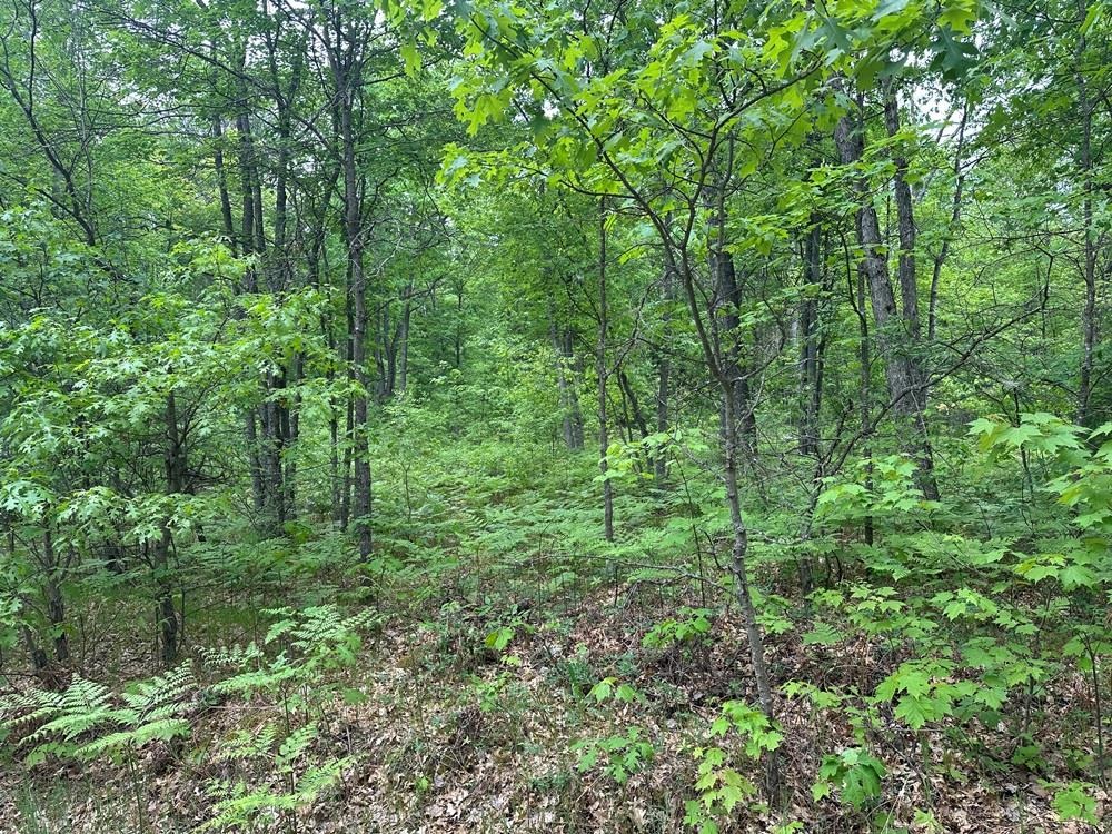6-acres Easement Road Harrison, MI 48625 - Photo 3 of 8
