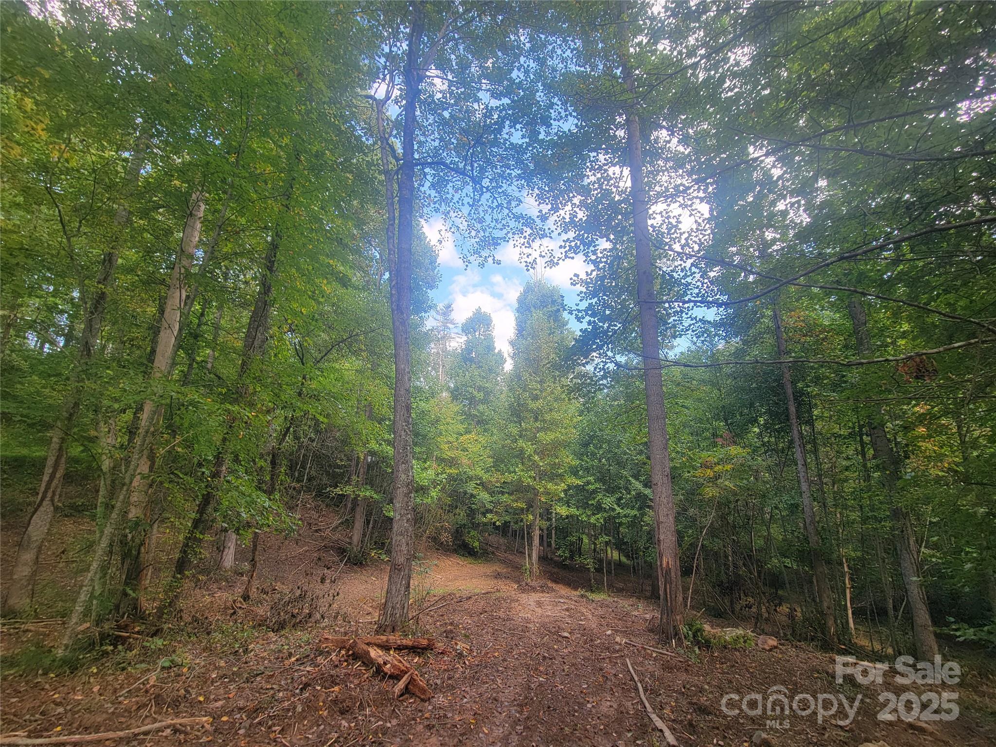 0 Bradford Park, Unit 10 Clyde, NC 28721 - Photo 9 of 23 a view of a forest with trees