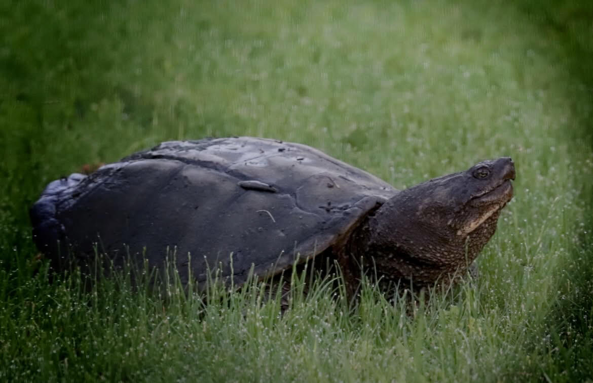 2956 South Marion Road La Crosse, WI 54601 - Photo 29 of 31 Backyard Beauty