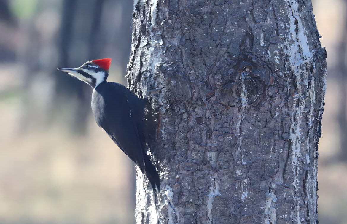 2956 South Marion Road La Crosse, WI 54601 - Photo 30 of 31 Backyard Beauty