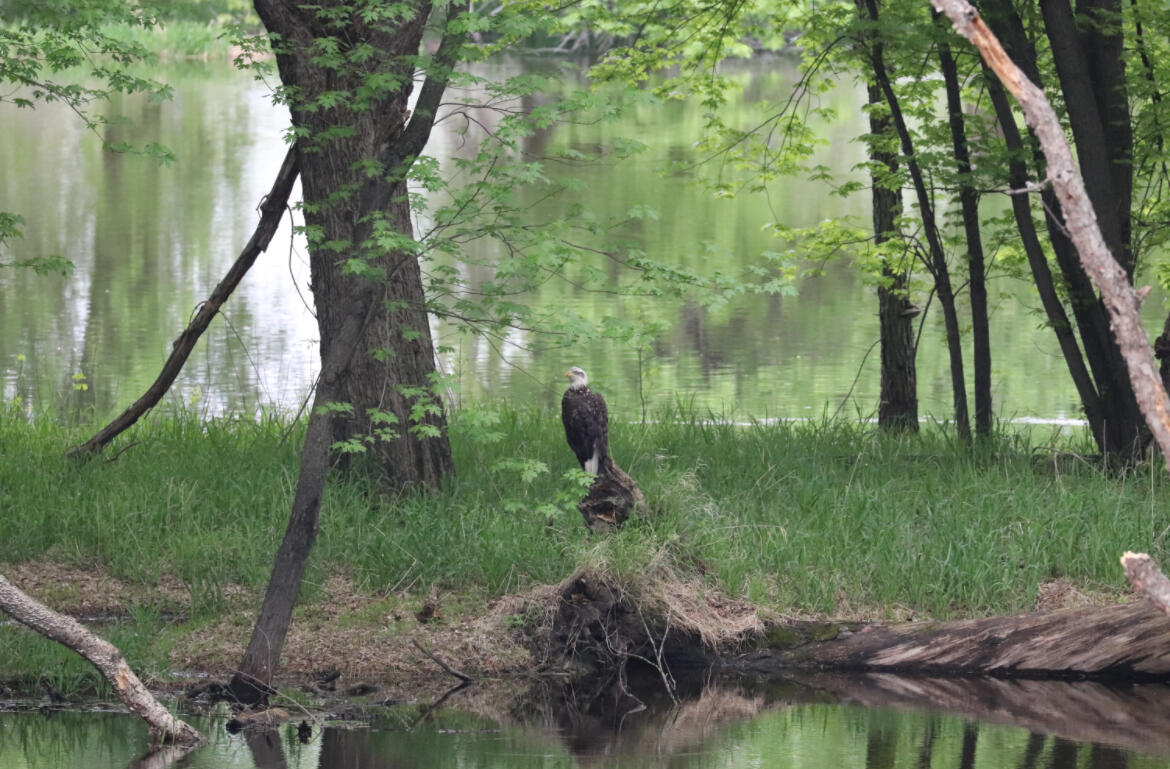 2956 South Marion Road La Crosse, WI 54601 - Photo 4 of 31 Backyard Beauty