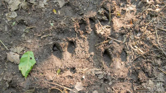 $550,000 | 0 Medley Lane, Eldridge, MO 65463