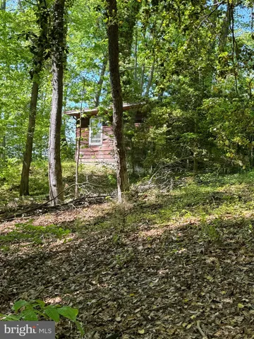 a view of a yard with plants and large trees