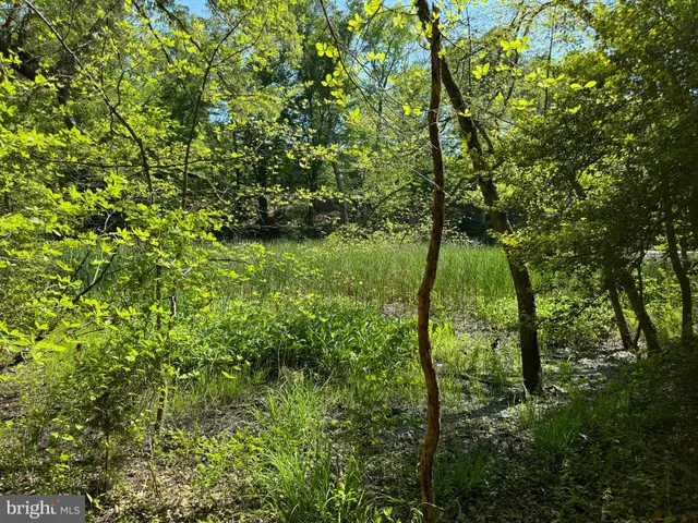 a backyard of a house with lots of trees