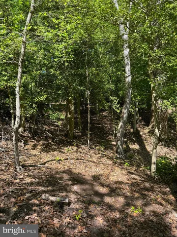 a view of a tree with a tree