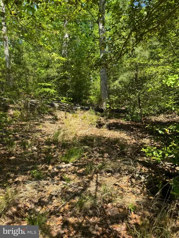 a view of a yard with plants and tree
