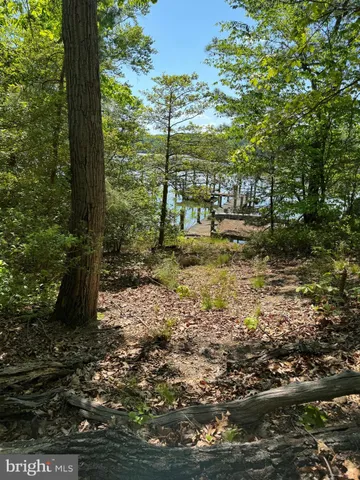 a view of a yard with plants and large trees